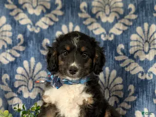 Mini Aussiedoodle dogs for sale: Karl - Ad 2