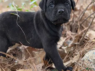 Cane Corso dogs Hermes - Ad 18