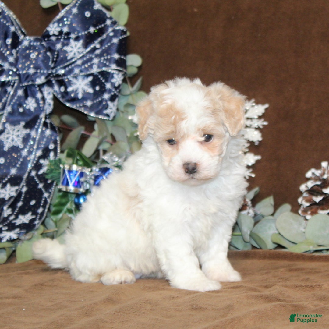 Bichpoo dogs for sale: Unicorn - Ad 3