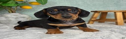 Miniature Dachshund dogs for sale: Dexter  - Ad 5