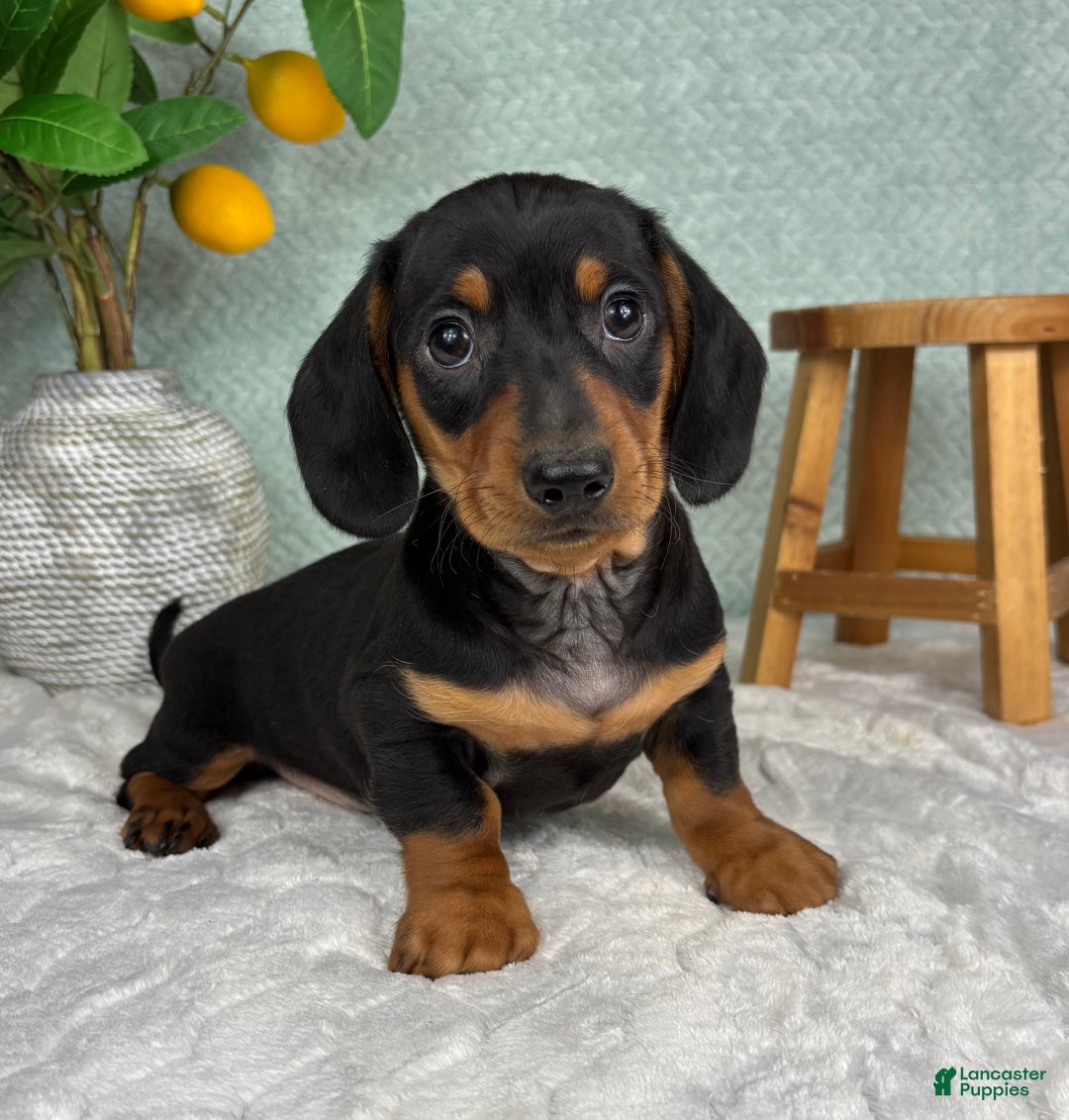 Miniature Dachshund dogs for sale: Dexter  - Ad 5