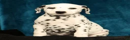 Dalmatian dogs for sale: Riley - Ad 8
