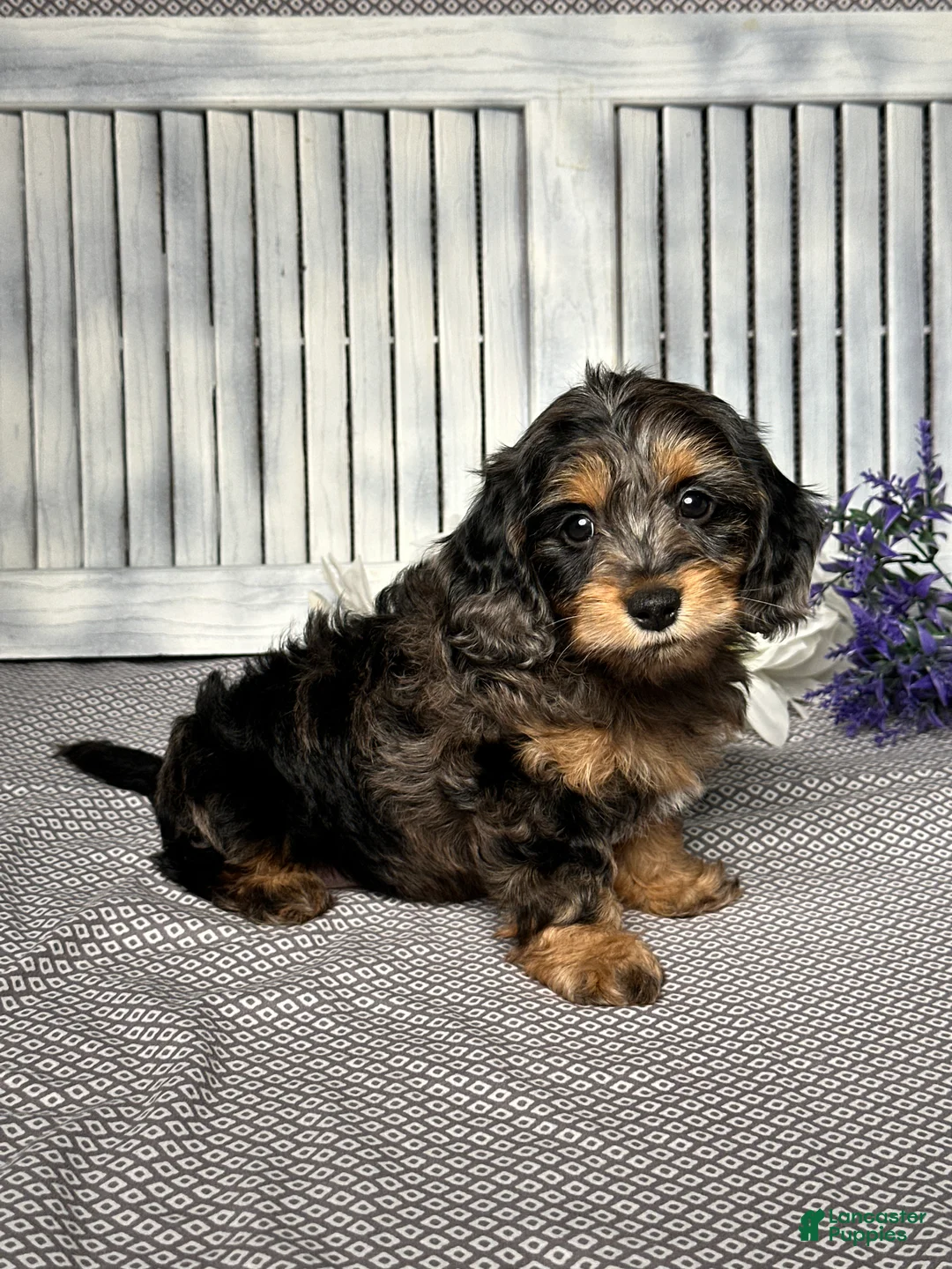 Mixed Breed dogs for sale: Ashley - Ad 3