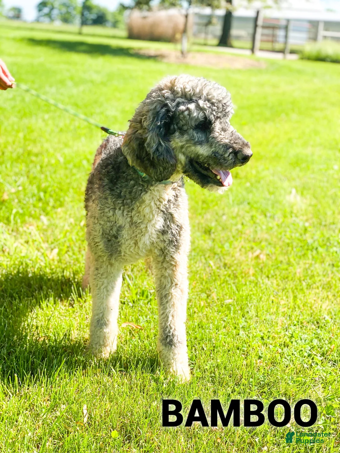 Saint Berdoodles dogs for sale: Leena - Standard F1b - Ad 3