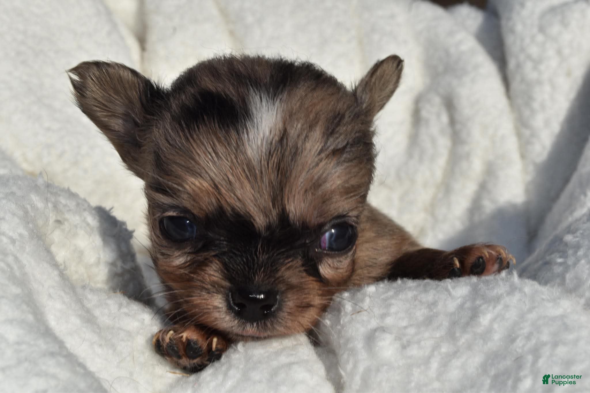 Chihuahua dogs isaac - Ad 6