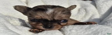 isaac