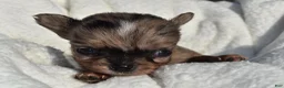 Chihuahua dogs for sale: isaac - Ad 1