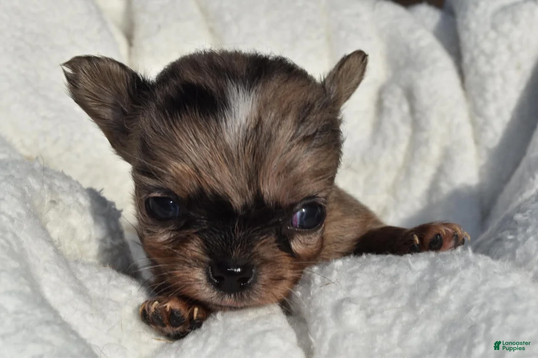 Chihuahua dogs for sale: isaac - Ad 1