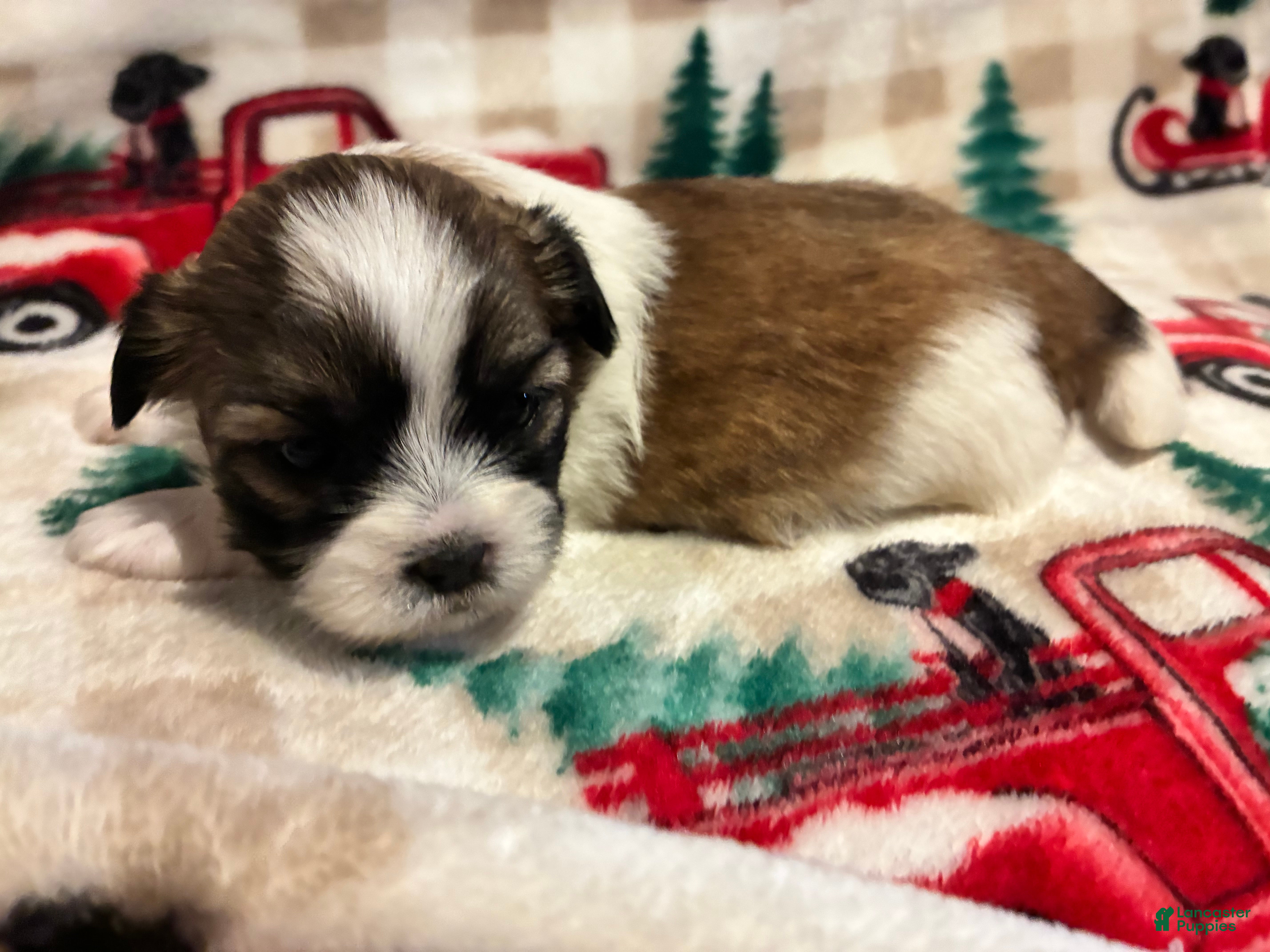 Shih Tzu dogs Shih Tzu 2 - Ad 42