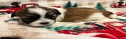 Shih Tzu dogs for sale: Shih Tzu 2 - Ad 1