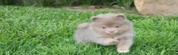 Pomeranian dogs for sale: Princess  - Ad 8