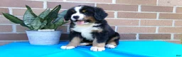 Bernese Mountain Dog dogs for sale: Tulip - Ad 4