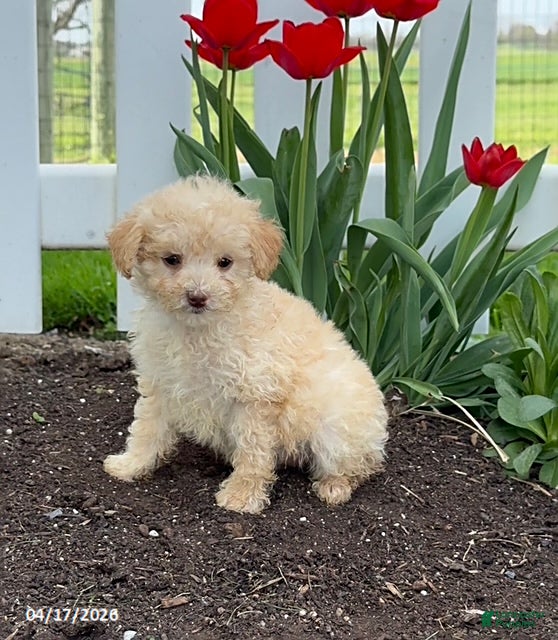 Miniature Poodle dogs Dude - Ad 1