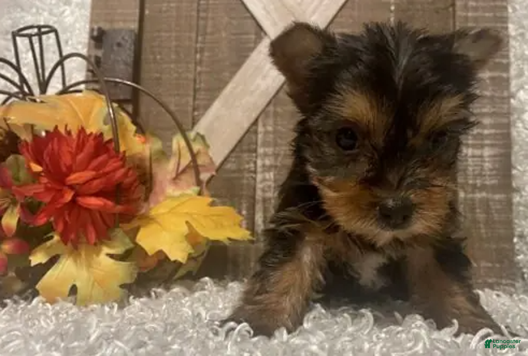 Yorkshire Terrier dogs for sale: Molly F1 - Ad 2