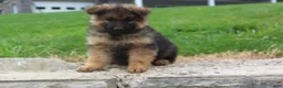 German Shepherd dogs for sale: Elvis - Ad 4