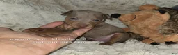 Miniature Pinscher dogs for sale: AKC Rhett - Ad 6