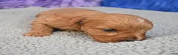 Cavapoo dogs for sale: Cavapoo 6 - Ad 27