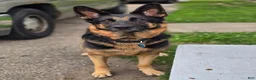 Mixed Breed dogs for sale: Apollo - Ad 3