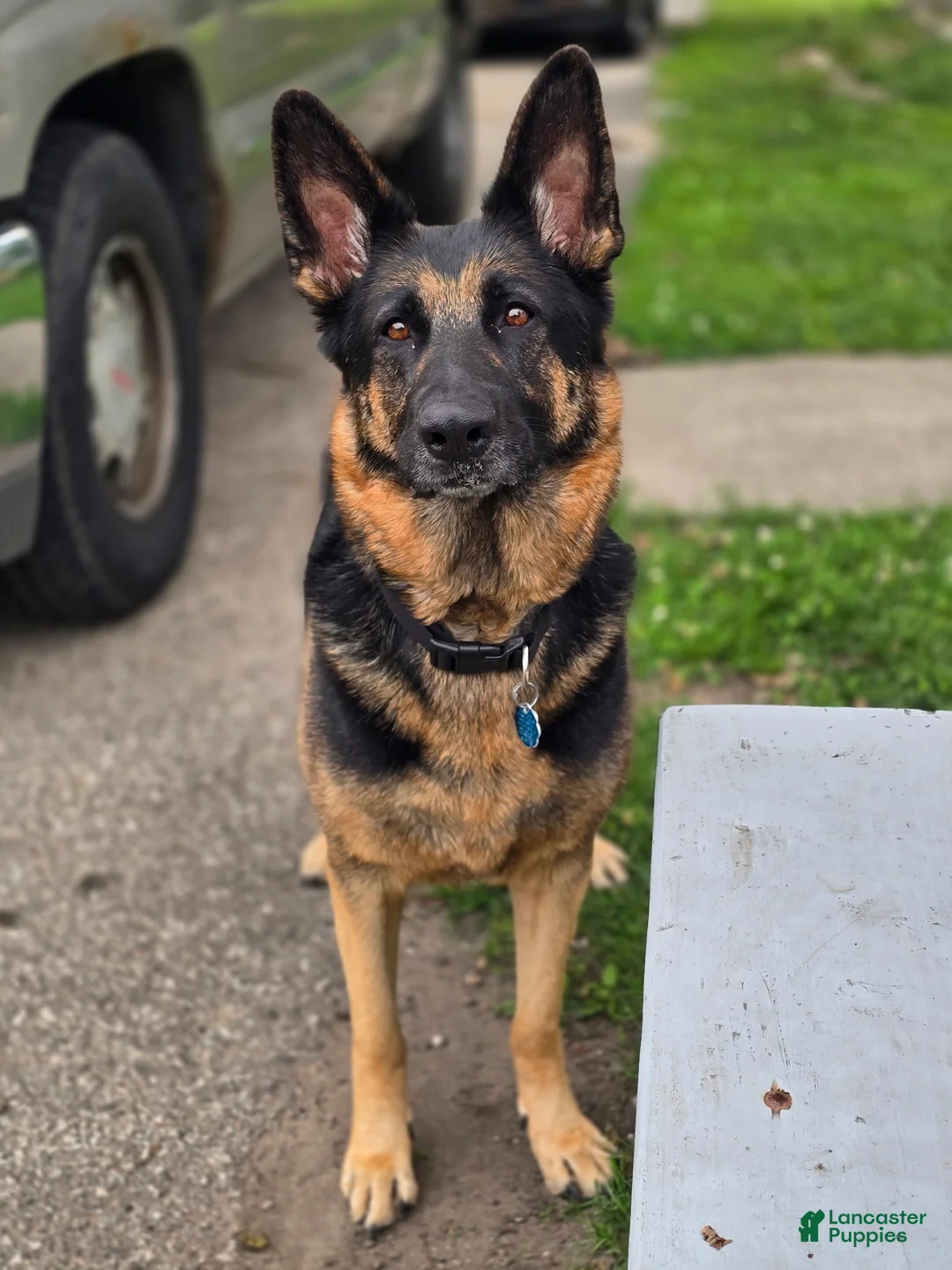 Mixed Breed dogs for sale: Apollo - Ad 3