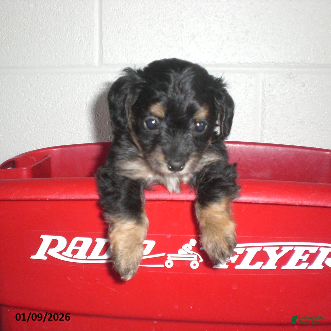 Yorkiepoo dogs for sale: Angie - Ad 5