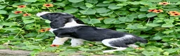 English Springer Spaniel dogs for sale: Stella  - Ad 4