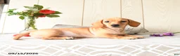 Miniature Dachshund dogs for sale: Titus - Ad 3