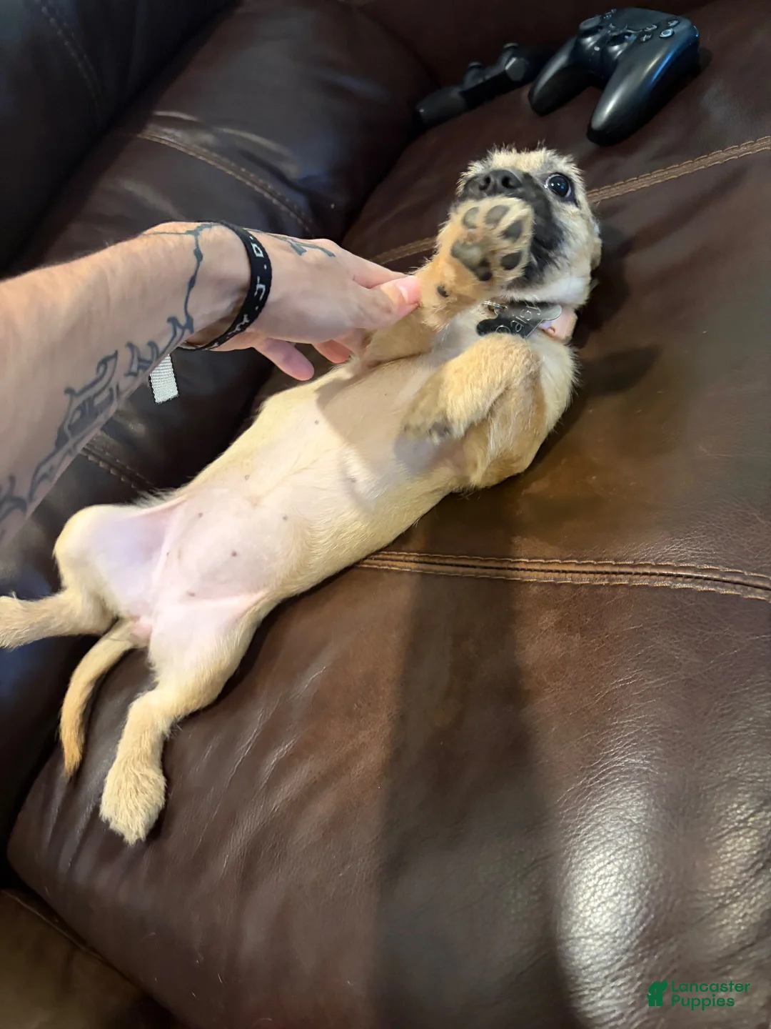 Mixed Breed dogs for sale: Mixed Breed 1 - Ad 1