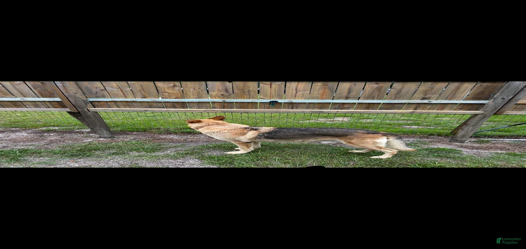 Gallery Image {{count}}