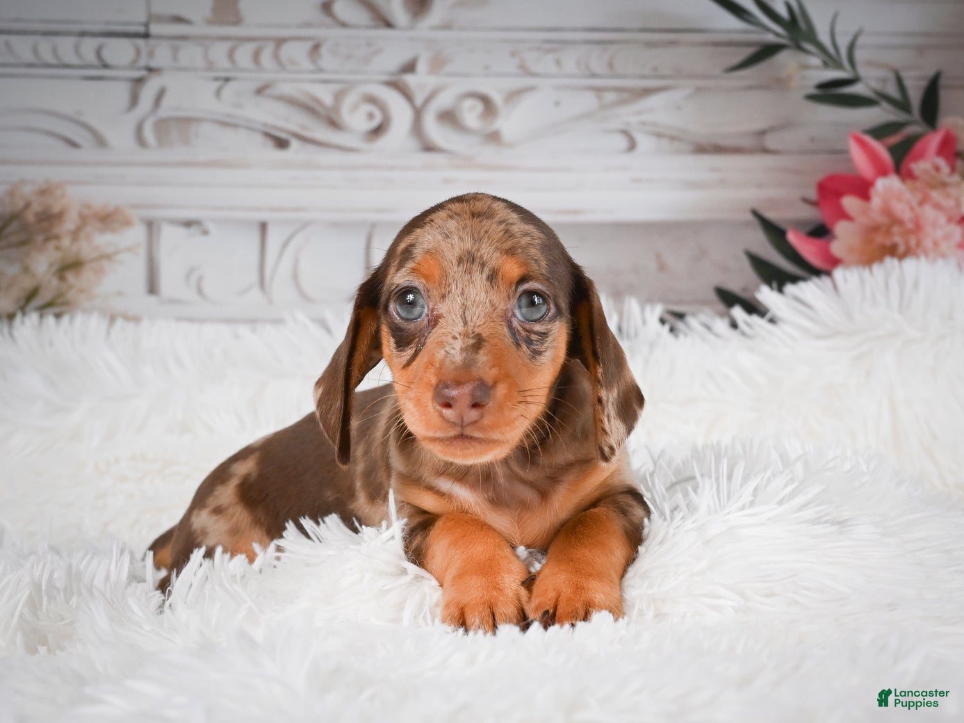 Miniature Dachshund dogs AKC-Charlotte - Ad 1