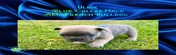 French Bulldog dogs for sale: Ulrik”Blue“Collar, Male - Ad 3
