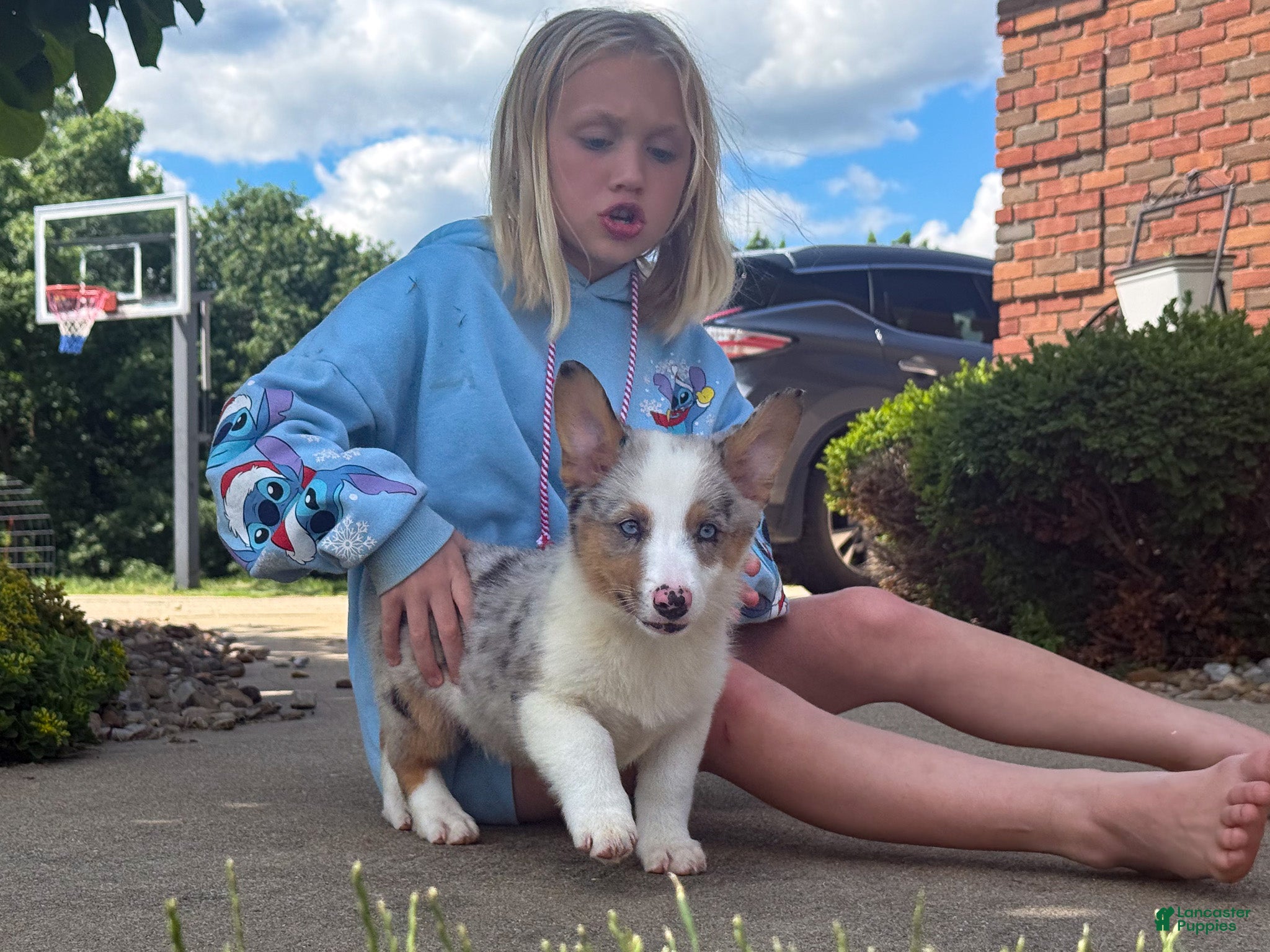 Mixed Breed dogs Blue - Ad 1