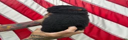 German Shepherd dogs for sale: Brisket - Ad 6