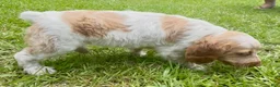 Brittany Spaniel dogs for sale: Maggie - Ad 8