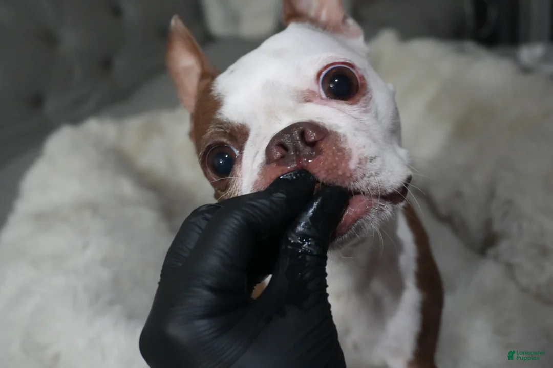 Boston Terrier dogs for sale: Rosie - Ad 11