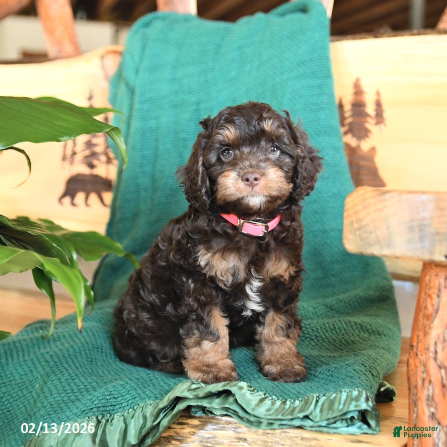 Cockapoo dogs for sale: Muffin - Ad 1
