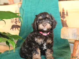 Cockapoo dogs for sale: Muffin - Ad 1