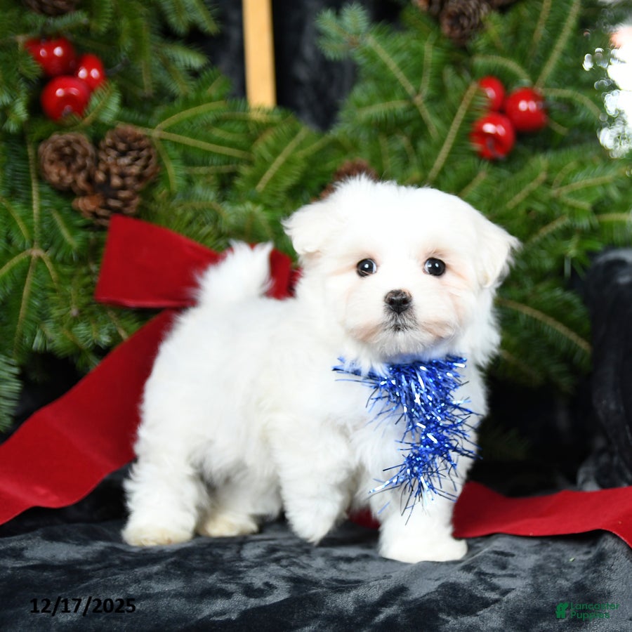Maltese dogs Tinsel - Ad 37