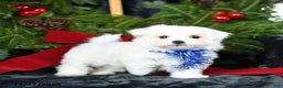 Maltese dogs for sale: Tinsel - Ad 1