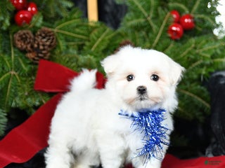 Maltese dogs Tinsel - Ad 37