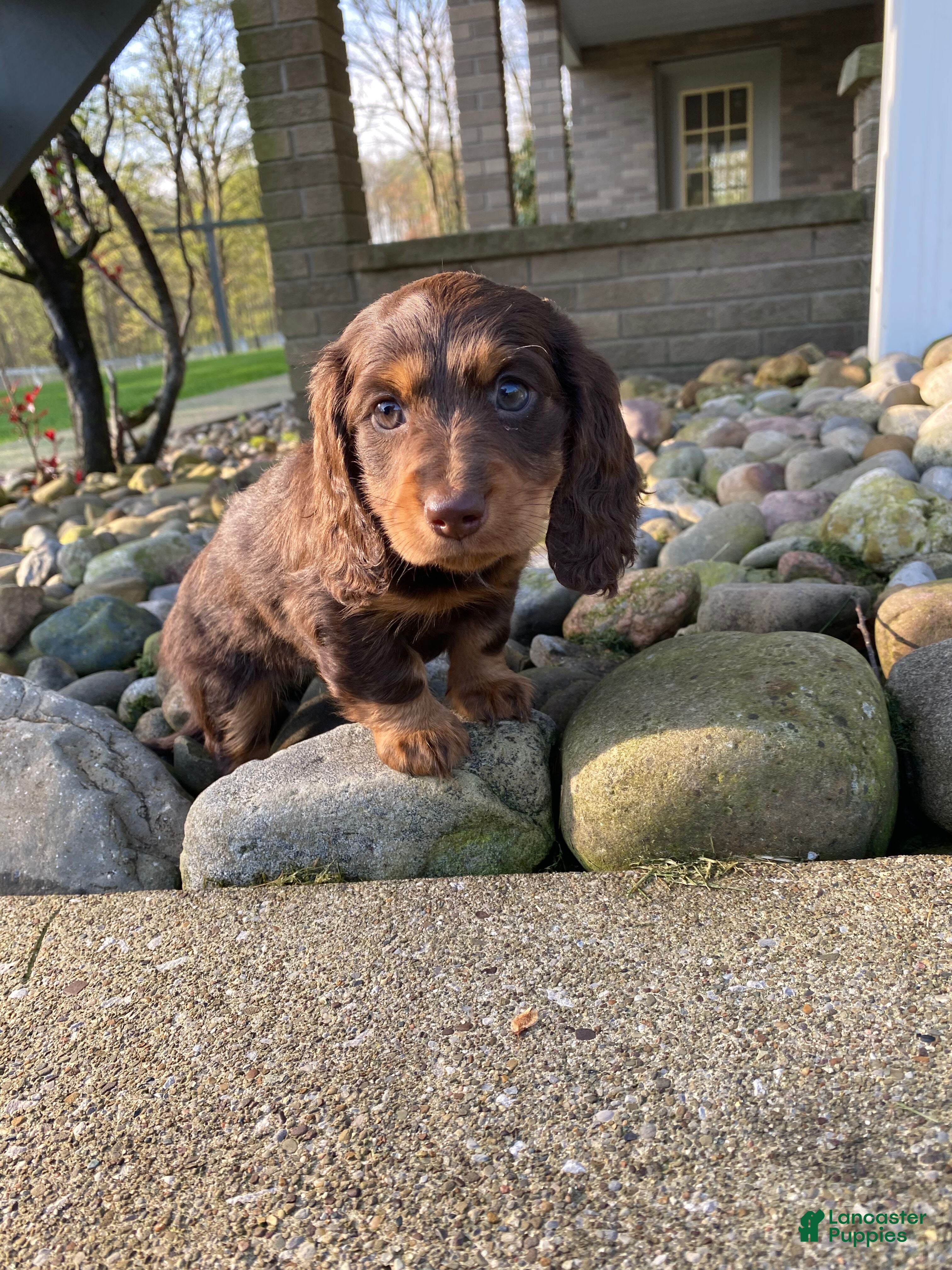 Miniature Dachshund dogs Sadie - Ad 2