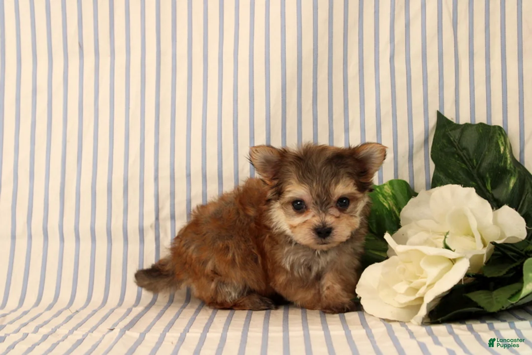 Morkie dogs for sale: Bennet - Ad 4