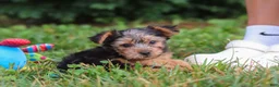 Yorkshire Terrier dogs for sale: Max - Ad 6
