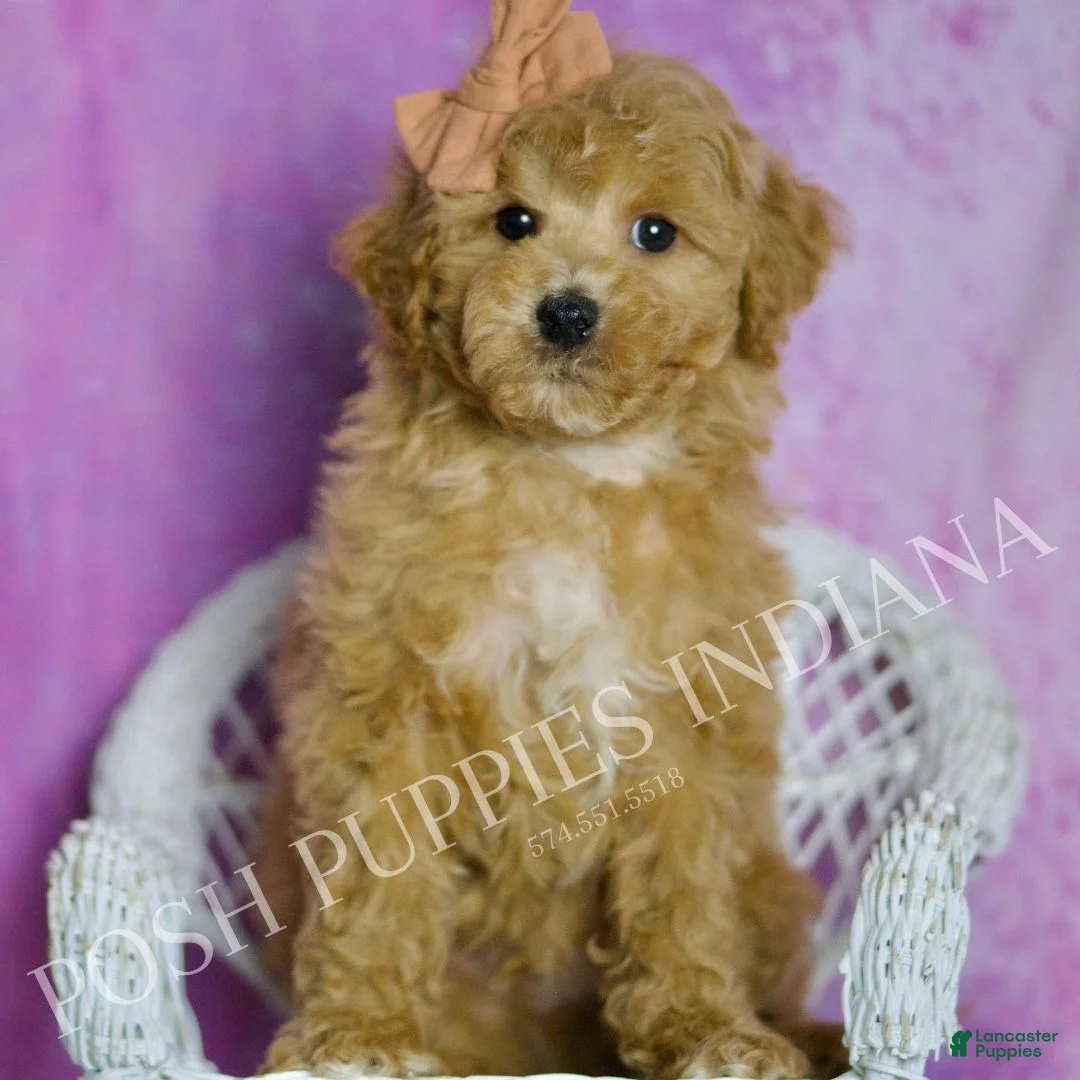 Toy Poodle dogs for sale: Copper - Ad 2