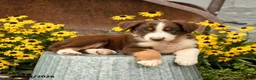 Australian Shepherd dogs for sale: Fletcher - Ad 3