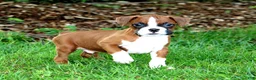Boxer dogs for sale: Emerson  - Ad 6
