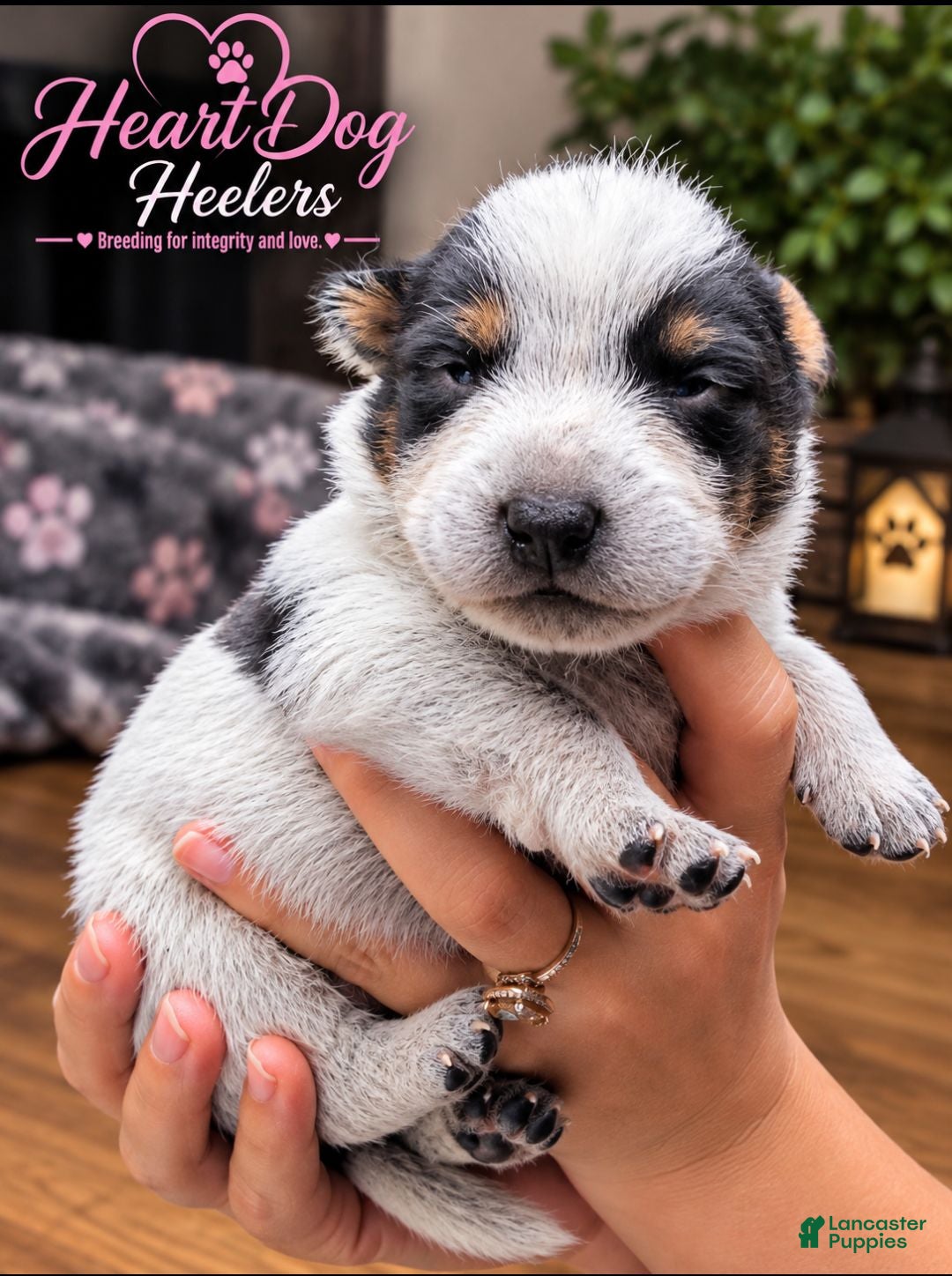 Australian Cattle Dog dogs for sale: Freddy - Ad 34