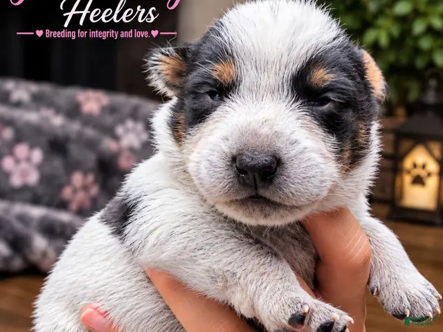 Australian Cattle Dog dogs for sale: Freddy (RESERVED) - Ad 14