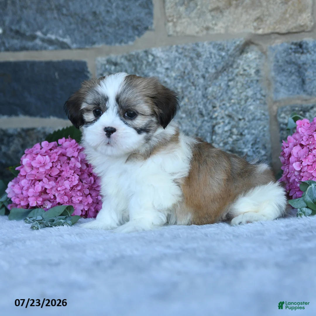 Shih Tzu dogs for sale: Butterscotch - Ad 2