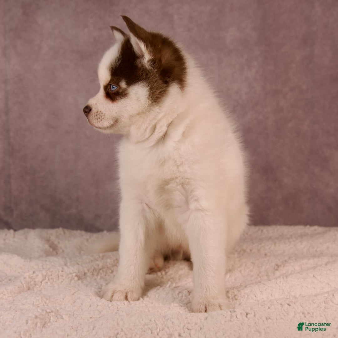 Pomsky dogs for sale: AJay - Ad 22
