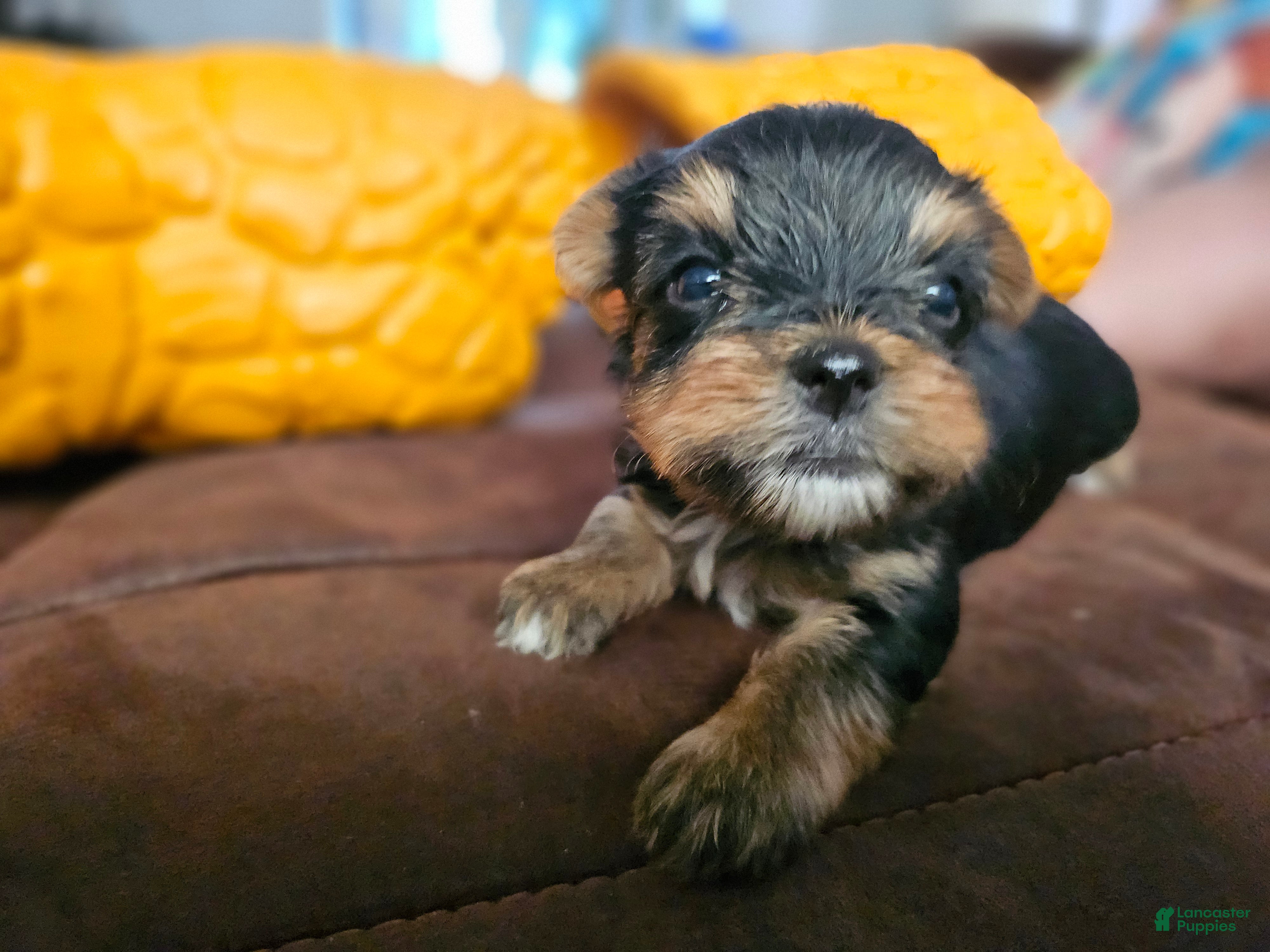 Yorkshire Terrier dogs Max - Ad 2